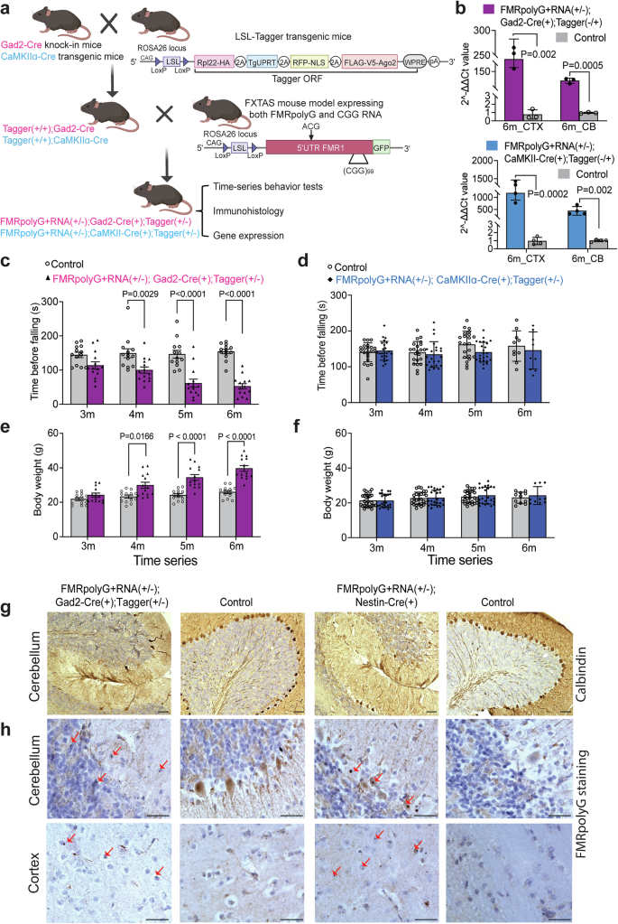 Fig. 4: Mice expressing FMRpolyG + RNA in GABAergic neurons display key features of FXTAS.