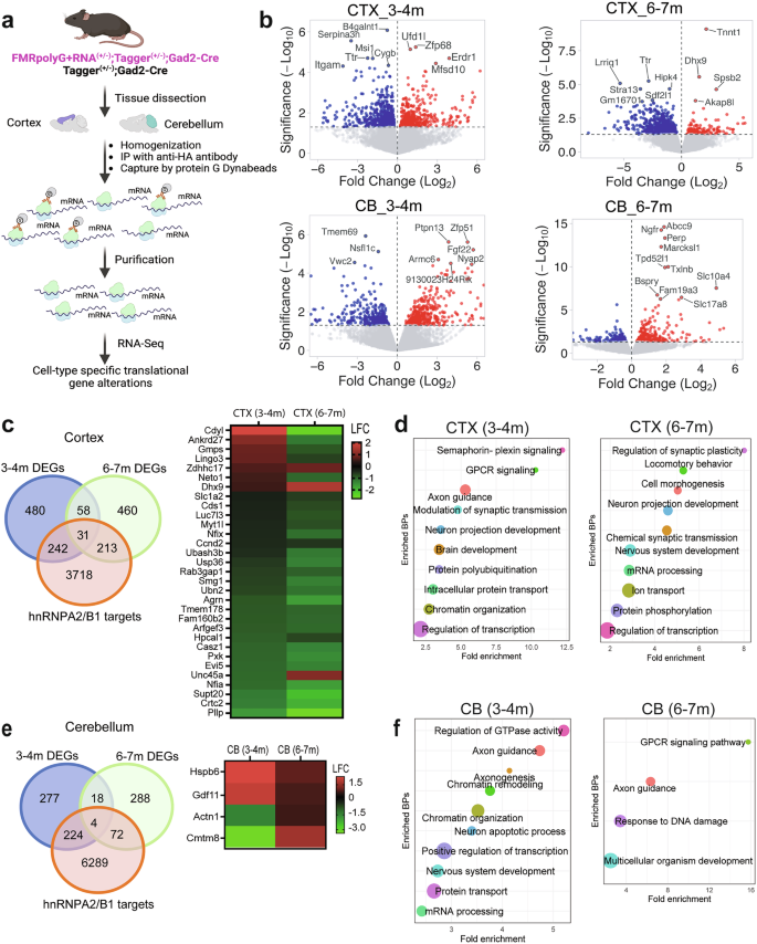 Fig. 5: TRAP-Seq identifies age-dependent and brain region-specific gene alterations in GABAergic neurons of FXTAS.