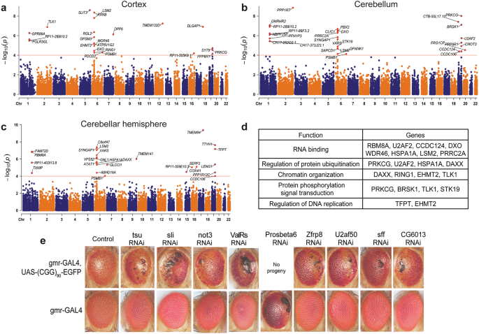 Fig. 6: A combination of transcriptome-wide association study (TWAS) and Drosophila screen identifies 9 genes as genetic modifiers of FXTAS.