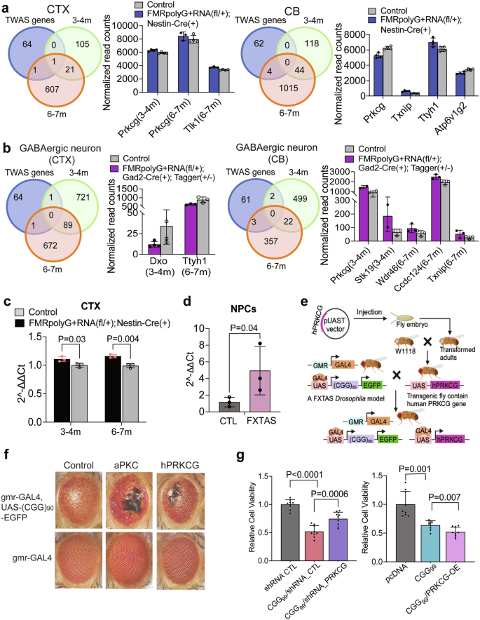 Fig. 7: Upregulation of PRKCG is associated with the onset of FXTAS.