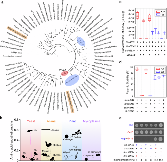 Fig. 1: Functionality of ARS and CEN in Sc and Km.