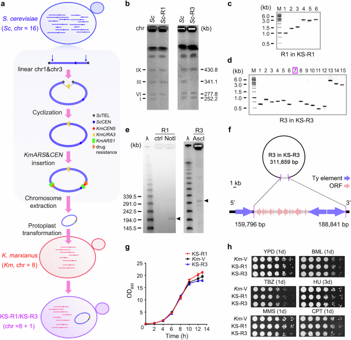 Fig. 2: Engineering and transferring Sc chromosomes into Km.