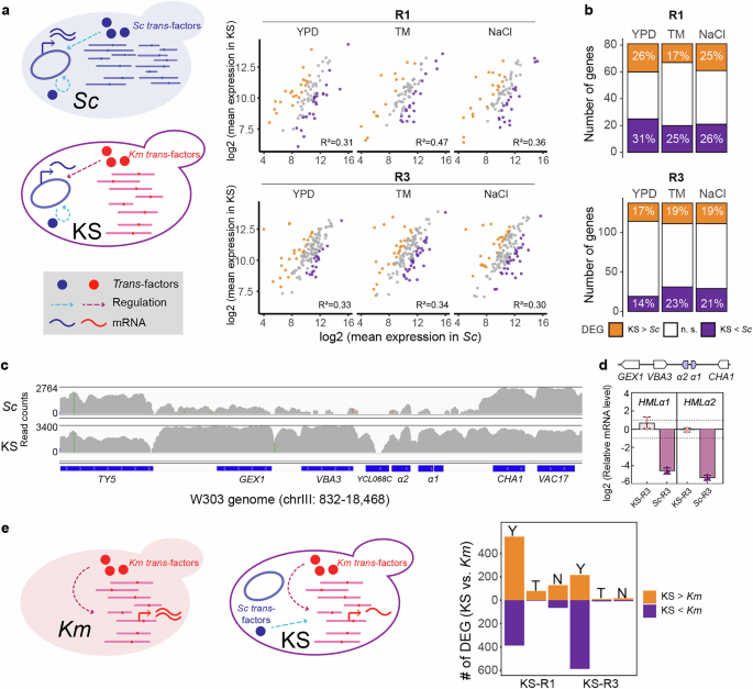 Fig. 4: Transferred Sc chromosomes were actively transcribed.