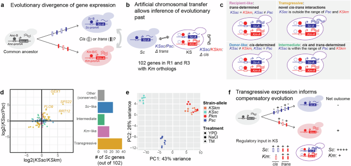 Fig. 5: Cis and trans co-evolution in Km and Sc.