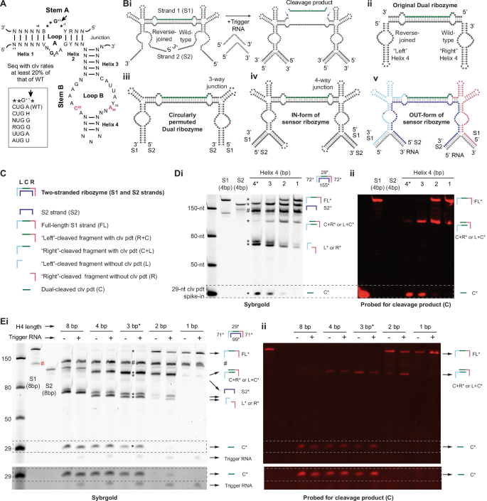 Fig. 1: Development of tandem-linked self-cleaving ribozymes with two trigger-binding domains.