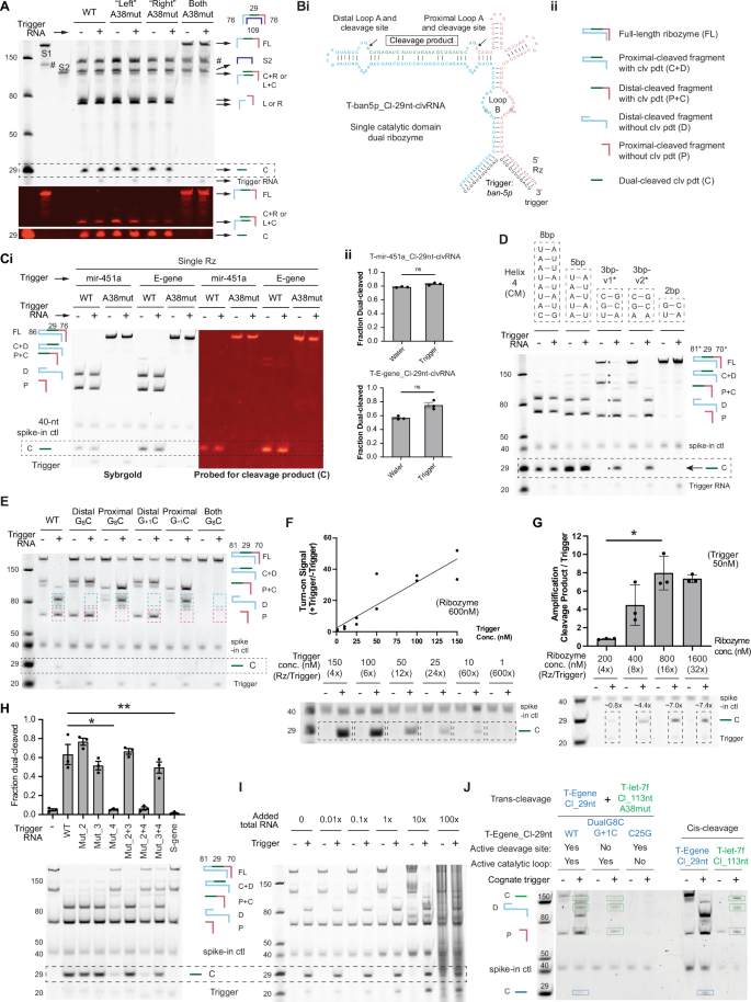 Fig. 2: Optimised single-stranded UNBAR ribozymes exhibit sequence-specific RNA-triggered dual-self-cleavage to transduce and amplify RNA signals in complex mixtures.