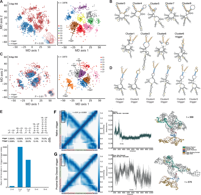 Fig. 3: Optimal helix 4 sequences destabilise stem B in the trigger-free state but promote stability in the trigger-bound complex.