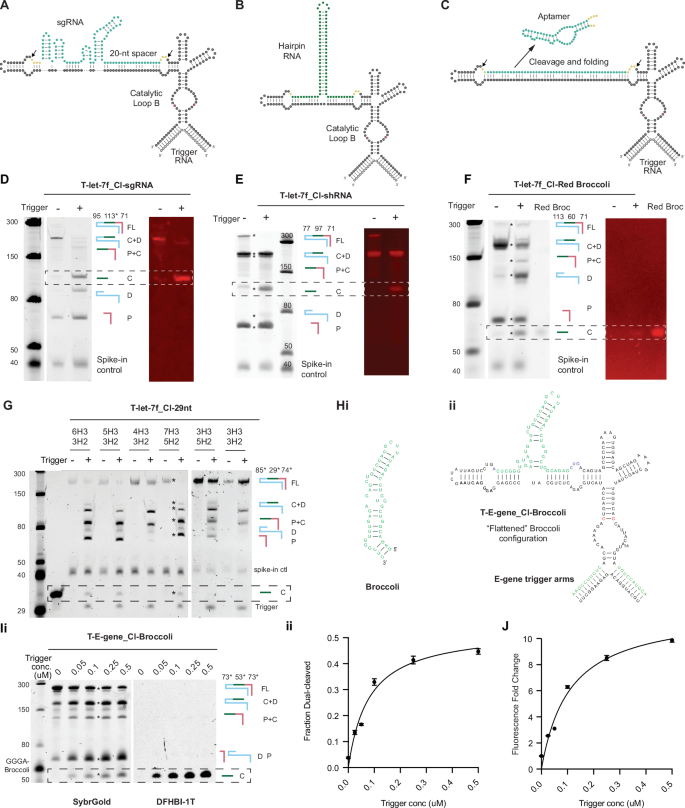 Fig. 4: Various non-coding RNA can be embedded in and cleaved from UNBAR ribozymes in a trigger-dependent manner for RNA signal transduction.