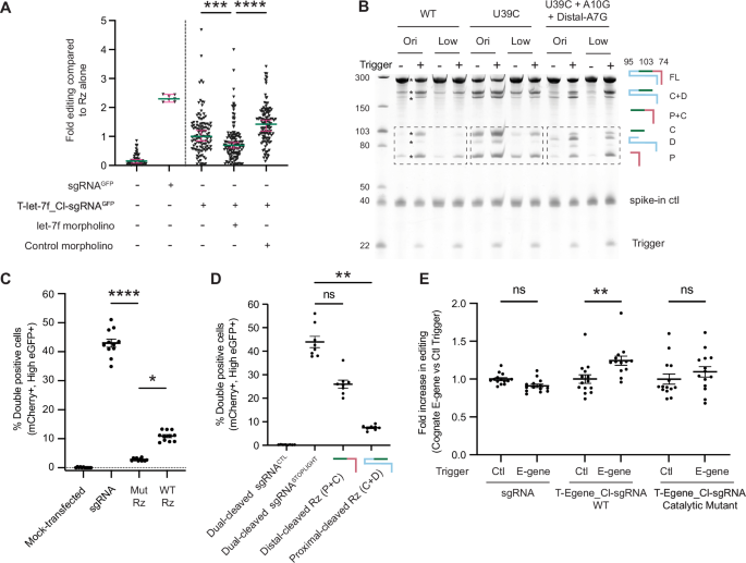 Fig. 5: Optimised UNBAR ribozymes can cleave in a trigger-dependent manner to regulate gene expression in cellular contexts.