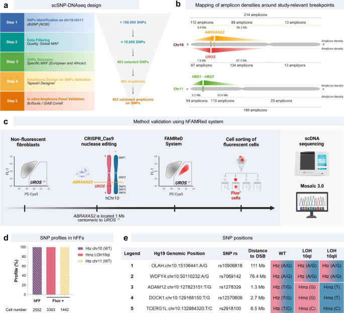Fig. 1: scSNP-DNAseq design to assay CRISPR-induced ON-target genotoxicity in chromosomes 10 and 11 (Chr10/11), and method validation for LOH quantification.