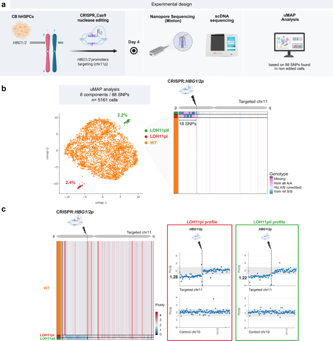 Fig. 2: Global UMAP clustering and LOH detection following HBG1/2 promoters targeting by scSNP-DNAseq in HSPCs.