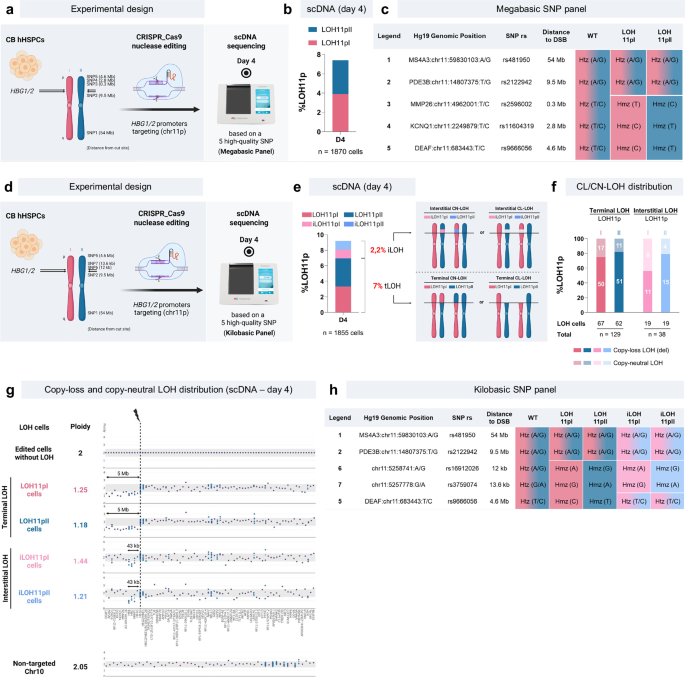 Fig. 3: Genotoxicity analysis using high-quality SNP-amplicons revealed that HBG1/2 promoter targeting by CRISPR induces a wide range of LOHs in HSPCs.