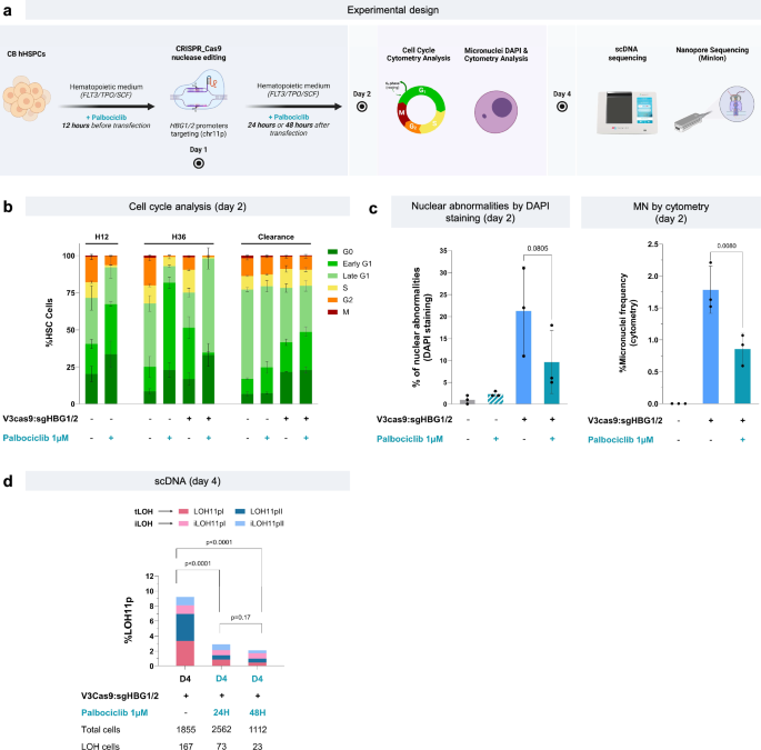 Fig. 5: Palbociclib prevents genotoxicity in HSPCs.