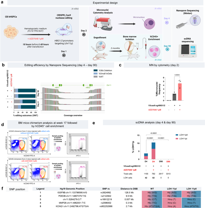 Fig. 7: Long-term in vivo genotoxicity assessment of HBG1/2p editing protocol, with or without AZD7648.
