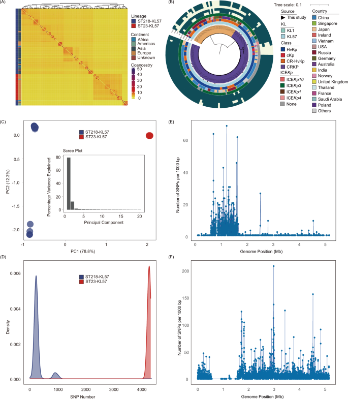 Fig. 2: FineSTRUCTURE analysis, population structure and genetic variation in ST218-KL57 and ST23-KL57 isolates.