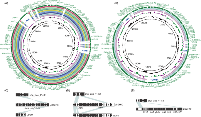 Fig. 4: Schematic maps of virulence plasmids.
