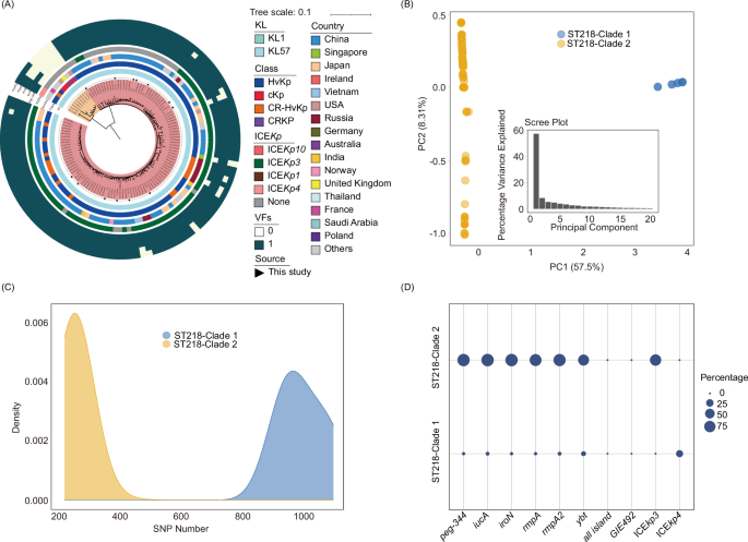 Fig. 5: Population structure and genetic variation in ST218-Clade 1 and ST218-Clade 2 isolates.