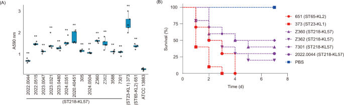 Fig. 6: Phenotypic features of ST218-KL57 isolates.