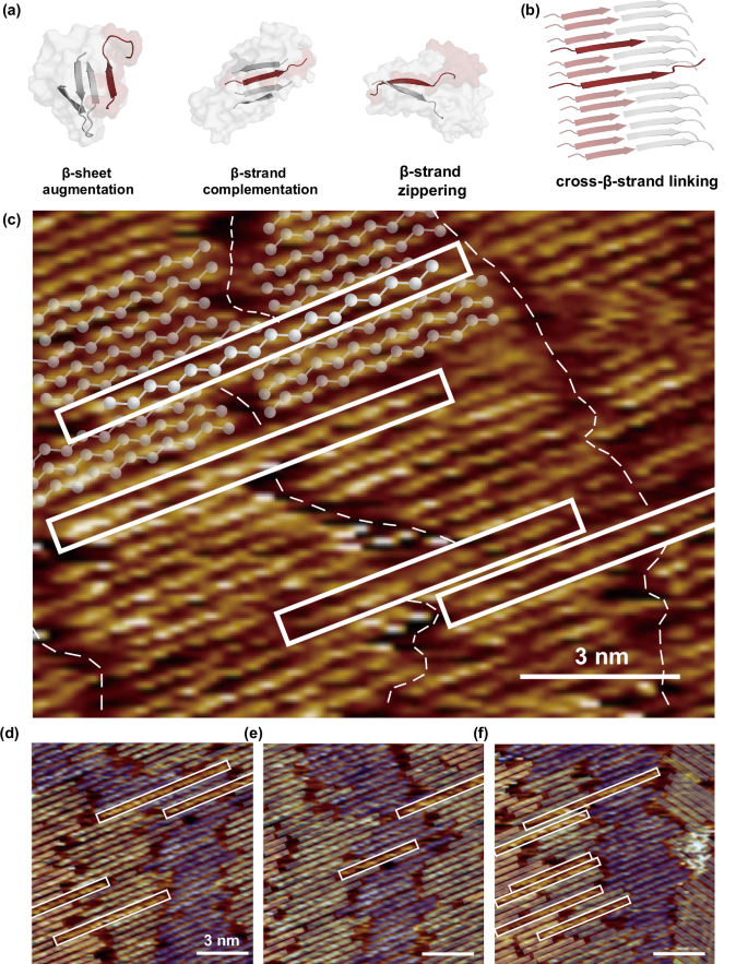 Fig. 1: Recognition mechanisms of short peptide motifs in protein-protein interactions.