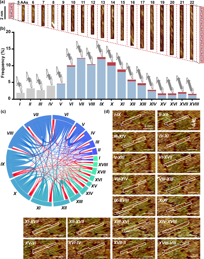 Fig. 2: Conformation ensemble and interpeptide interactions of the gal-3 225–250 aggregate.