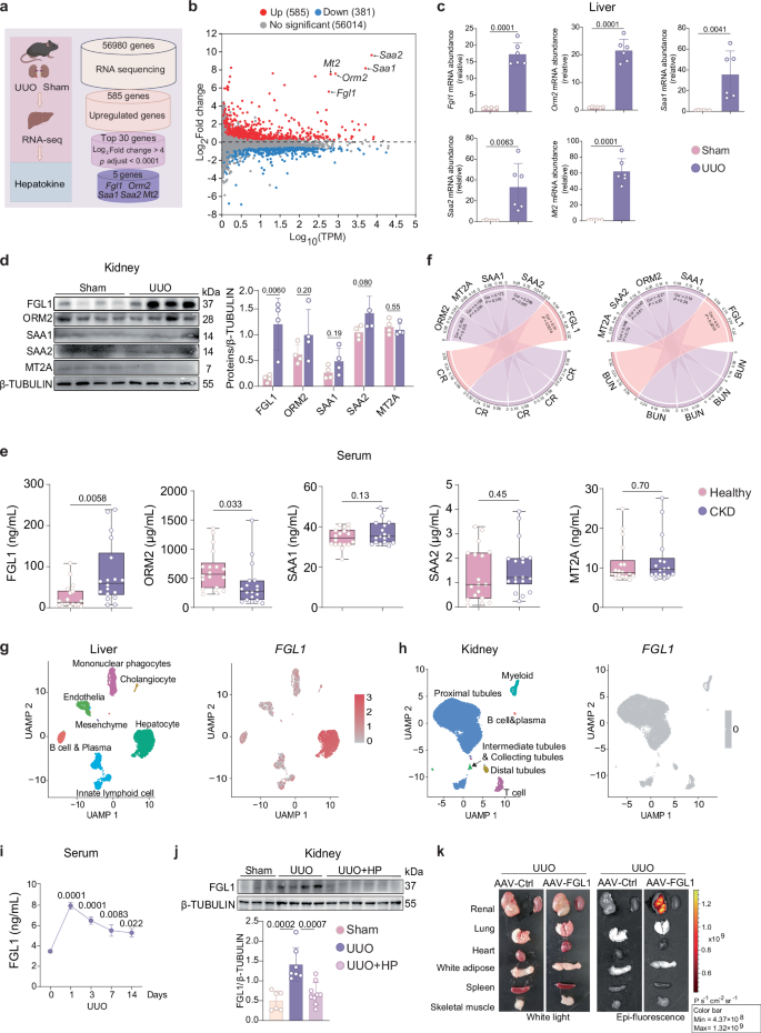 Fig. 1: The hepatokine FGL1 is significantly upregulated in renal fibrosis.