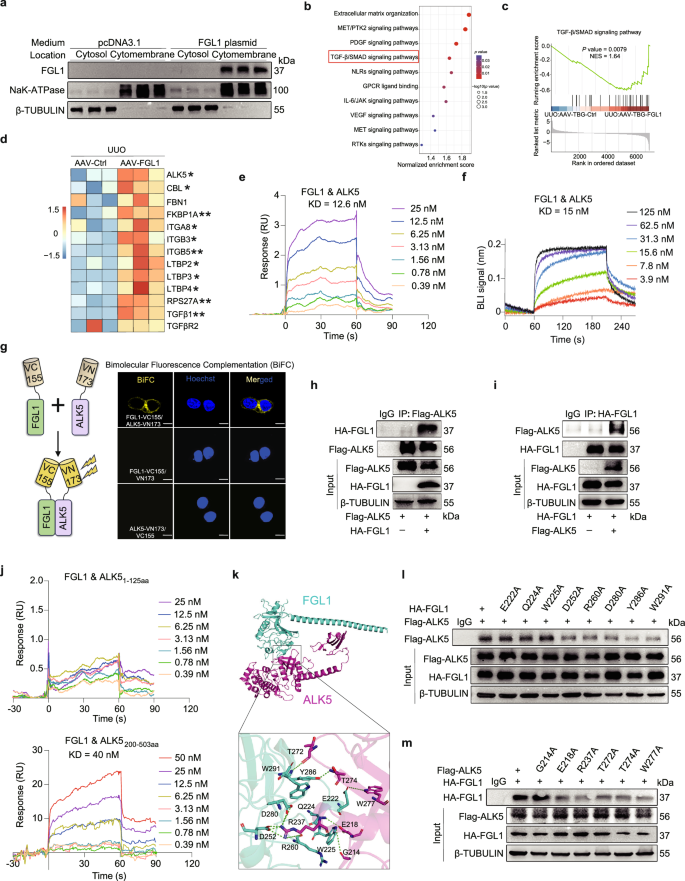 Fig. 4: Identification of ALK5 as a binding receptor of FGL1 in the kidney.