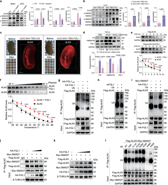 Fig. 5: FGL1 specifically interacts with ALK5 and enhances ALK5 protein stability.