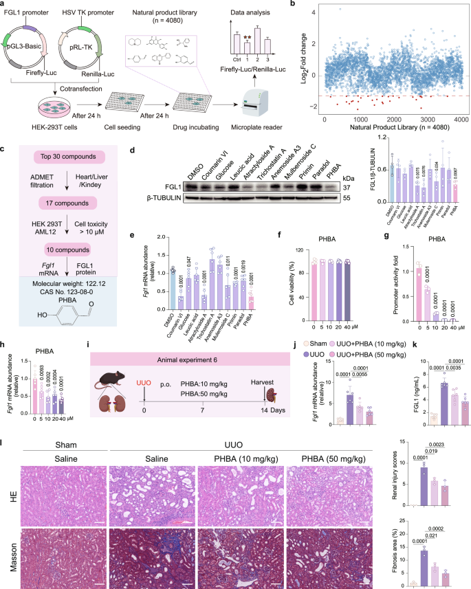 Fig. 6: Screening and validation of p-hydroxybenzaldehyde as a down-regulator of FGL1 transcription in hepatocytes.