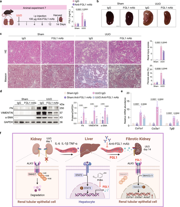 Fig. 7: Neutralizing antibody against FGL1 alleviates UUO-induced renal fibrosis in mice.