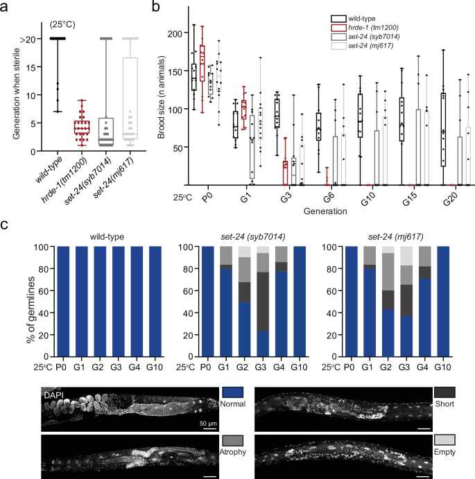Fig. 2: SET-24 is required for germline integrity and fertility.