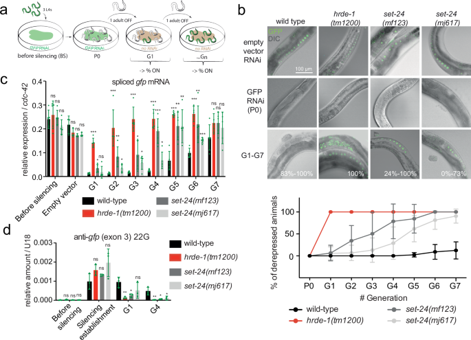 Fig. 3: SET-24 is required for RNAi inheritance.