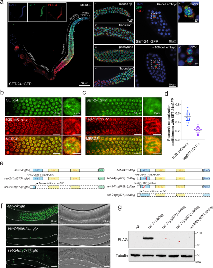 Fig. 4: SET-24 is a germline-specific factor and is localized to the nucleus.