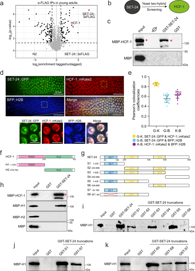 Fig. 5: SET-24 directly interacts and colocalises with HCF-1.