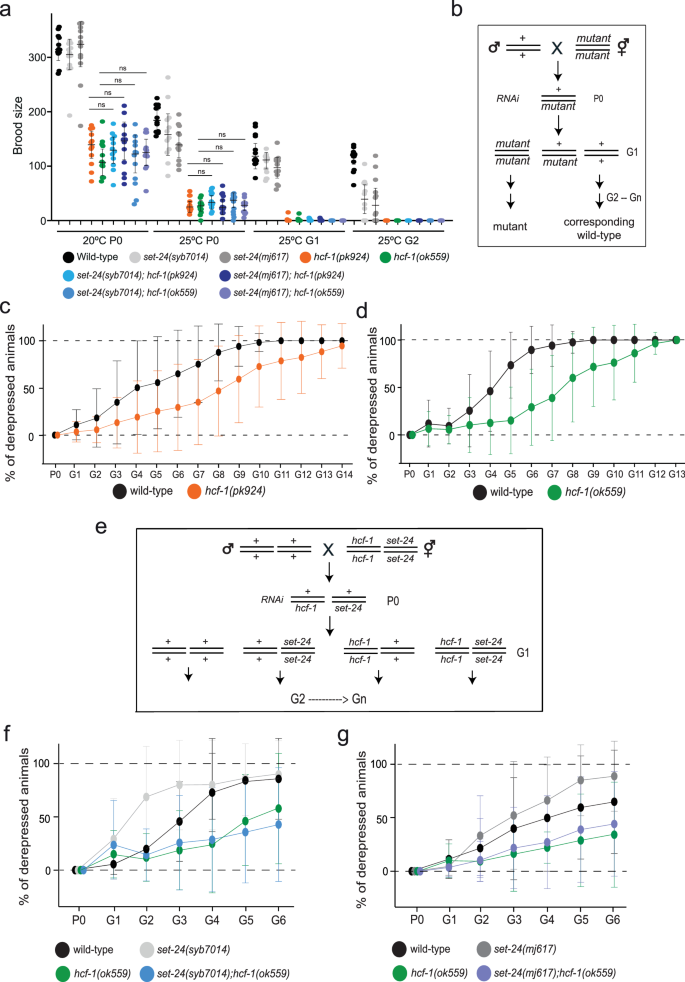 Fig. 6: HCF-1 inhibits the maintenance of heritable RNAi.