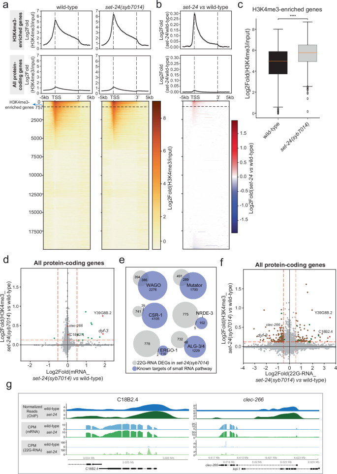 Fig. 7: SET-24 modulates H3K4me3 accumulation and small RNA biogenesis.