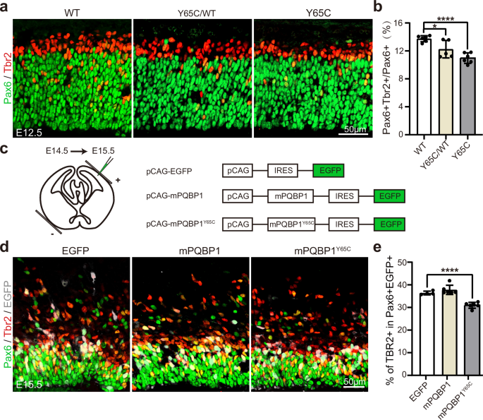 Fig. 6: The Y65C mutation confers a gain-of-function phenotype that disrupts AP-to-BP transition.