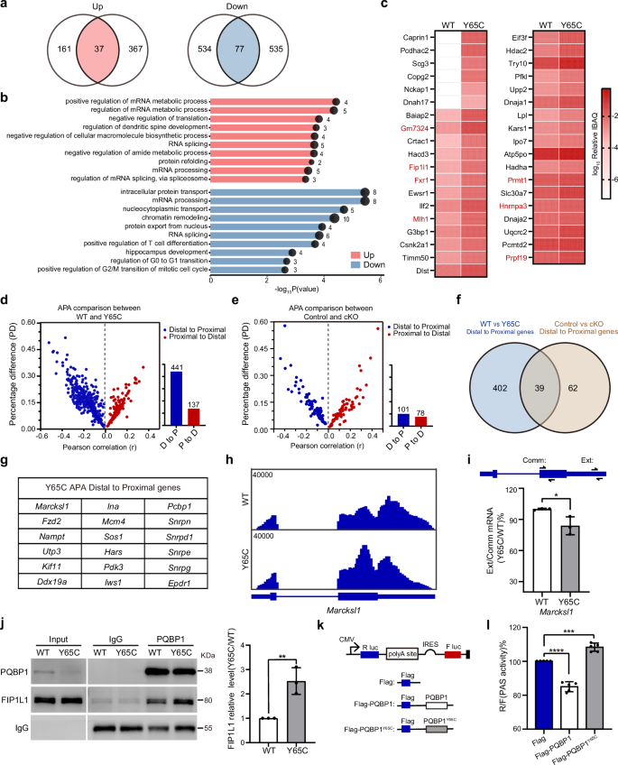 Fig. 7: The Y65C mutation results in the proximal PAS-biased APA pattern.