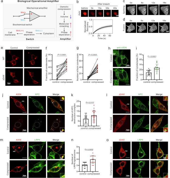 Fig. 1: A mechano-biochemical operational amplifier circuit guiding formation of two distinct membraneless organelles based on translocated phase separation.