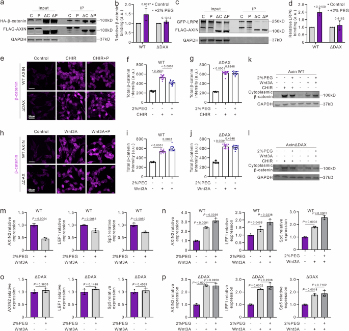 Fig. 2: A mechano-biochemical operational amplifier circuit guiding distinct outputs of AXIN-β-catenin binding, β-catenin accumulation, and Wnt/β-catenin signaling activation.