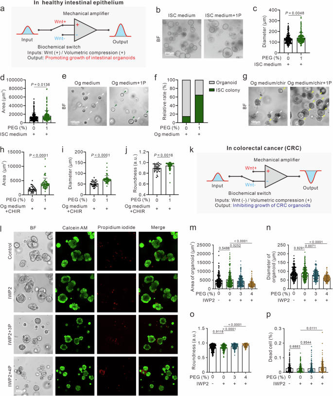 Fig. 3: A mechano-biochemical operational amplifier circuit guides distinct cell fate decisions in healthy intestinal organoids and colorectal cancer organoids.