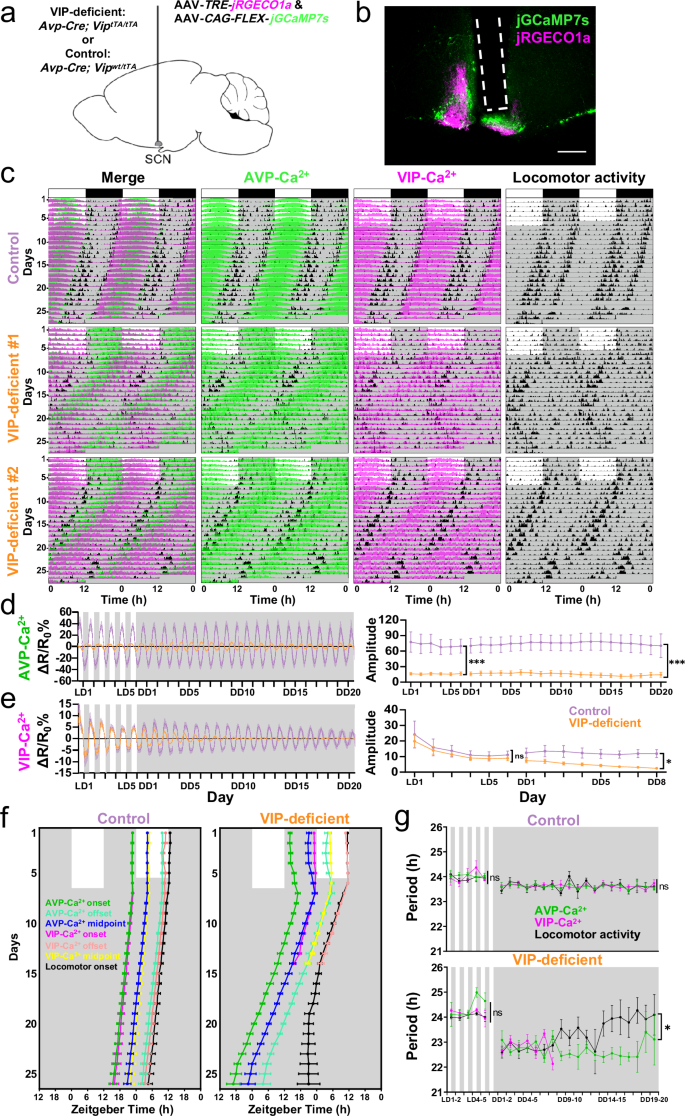 Fig. 1: SCN AVP neurons maintain a stable Ca2+ rhythm with a short period and reduced amplitude in VIP-deficient mice.