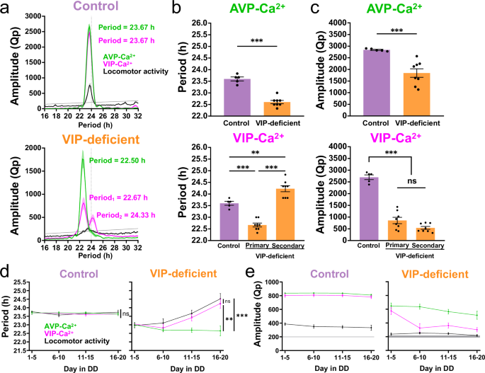 Fig. 2: VIP-Ca2+ changes to a weak, long-period rhythm at the late stage in DD in VIP-deficient mice.