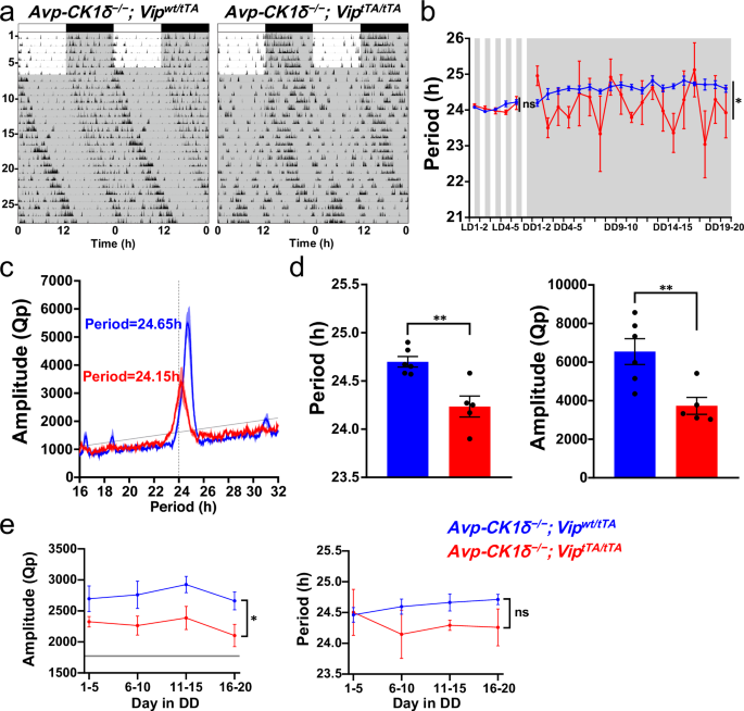 Fig. 3: AVP neurons are responsible for the short-period behavior rhythm in VIP-deficient mice.