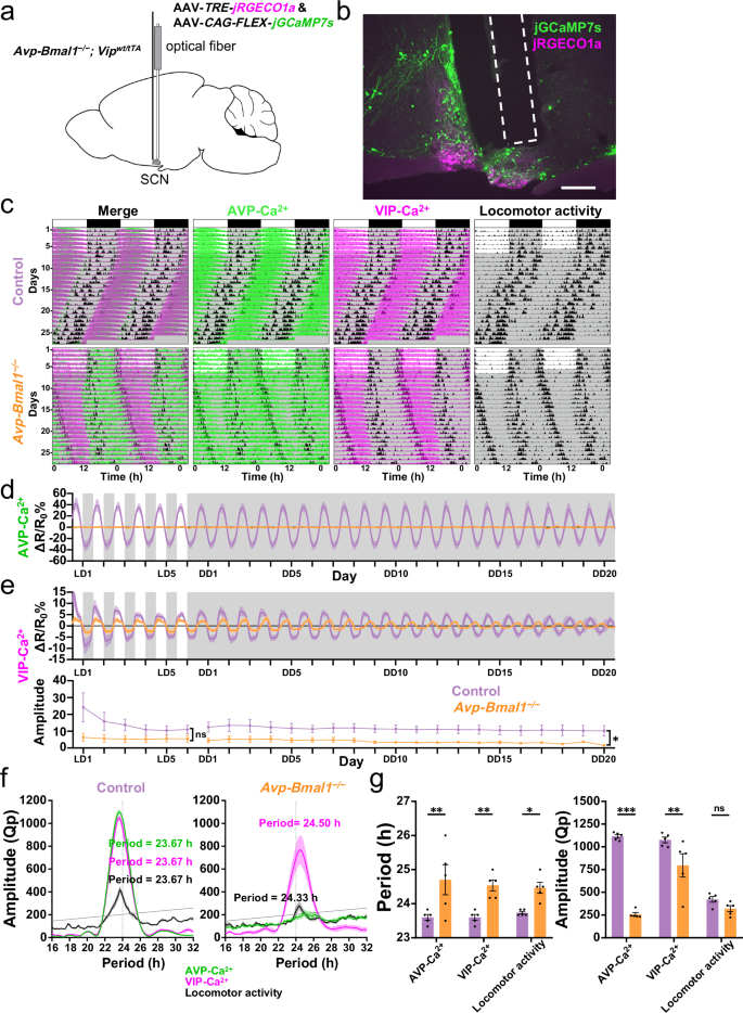 Fig. 6: Avp-Bmal1−/− mice show the VIP-Ca2+ rhythm with a long period.