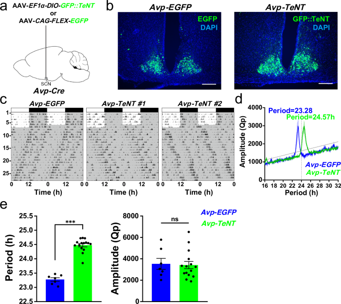 Fig. 7: Blocking neurotransmitter release from AVP neurons lengthens the free-running period.