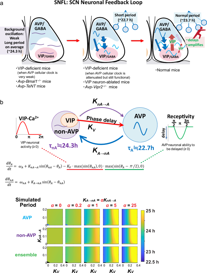 Fig. 8: SCN neuronal feedback loop (SNFL) model.