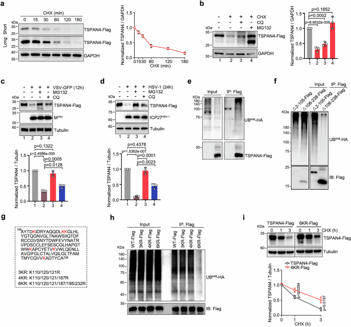 Fig. 2: TSPAN4 is ubiquitinated for degradation.