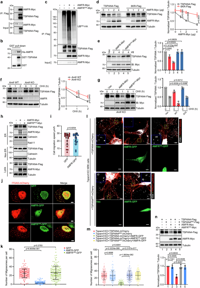 Fig. 3: AMFR mediates the K48-linked TSPAN4 ubiquitination to regulate migrasome formation.