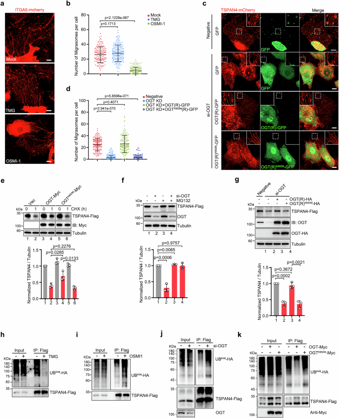 Fig. 4: O-GlcNAcylation regulates TSPAN4 degradation and migrasome formation.