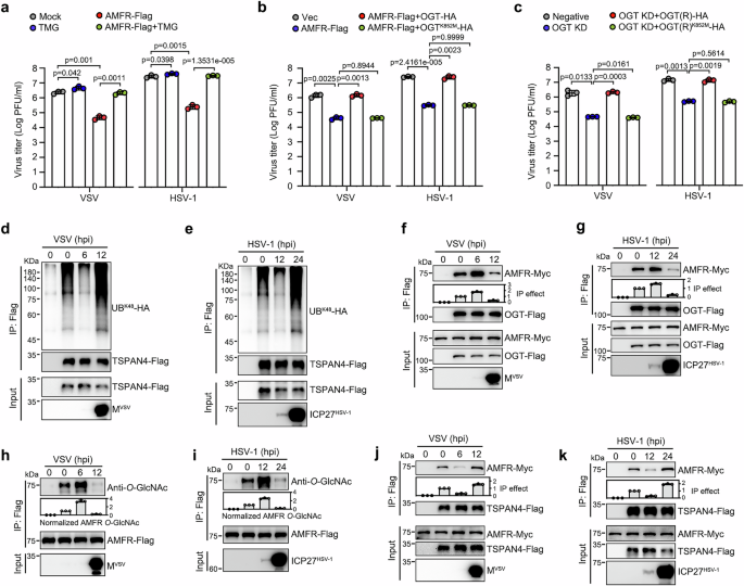 Fig. 6: Viruses dynamically regulate AMFR O-GlcNAcylation and TSPAN4 ubiquitination.